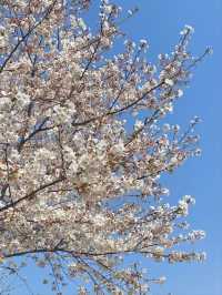 Gucun Park Cherry Blossoms- Shanghai's Largest Sakura Wonderland