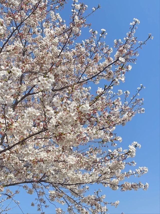 Gucun Park Cherry Blossoms- Shanghai's Largest Sakura Wonderland