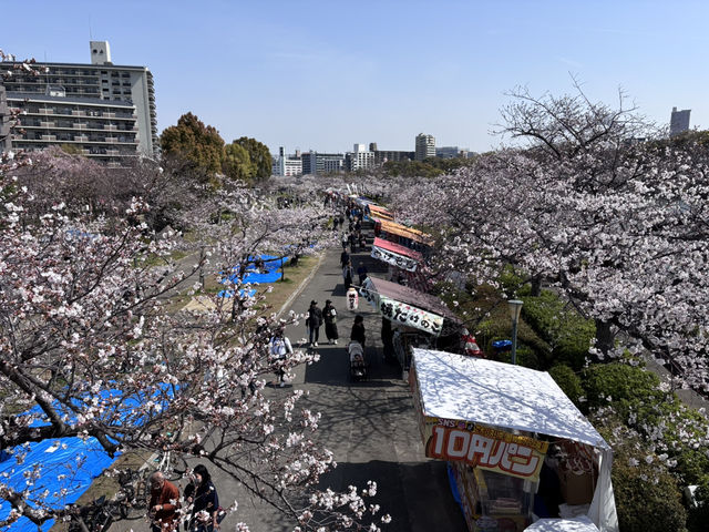 【大阪府】造幣局の桜の通り抜け2025