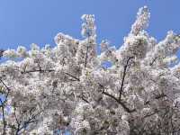 【大阪府】造幣局の桜の通り抜け2025