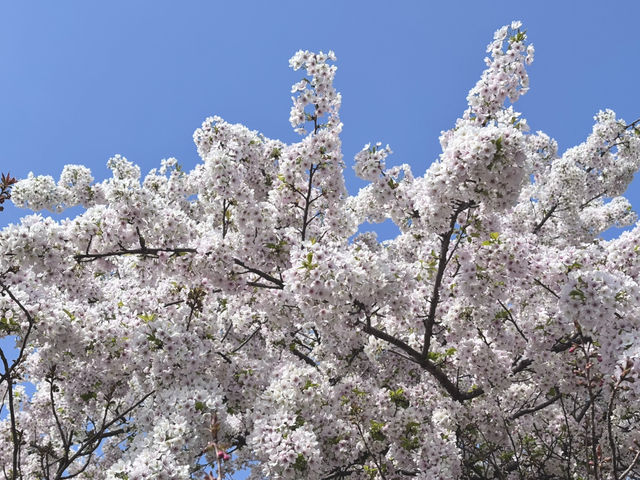 【大阪府】造幣局の桜の通り抜け2025