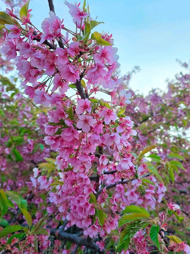 🌸淀の河津樱🌸吹雪黄昏美景