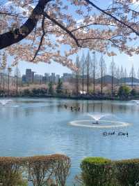 벚꽃과 튤립을 동시에 볼 수 있는 공원 추천🌸🌷