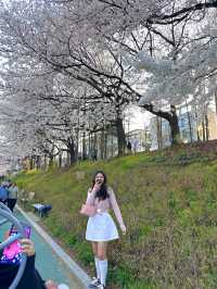 우리동네 노을 + 벚꽃 명소 🌸🧡