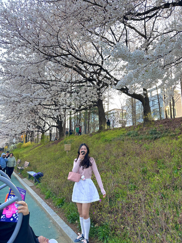 우리동네 노을 + 벚꽃 명소 🌸🧡