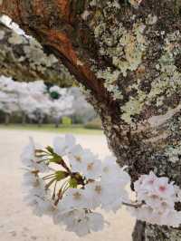 【山口グルメ】和カフェ大貫・山口の桜