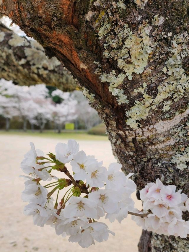 【山口グルメ】和カフェ大貫・山口の桜