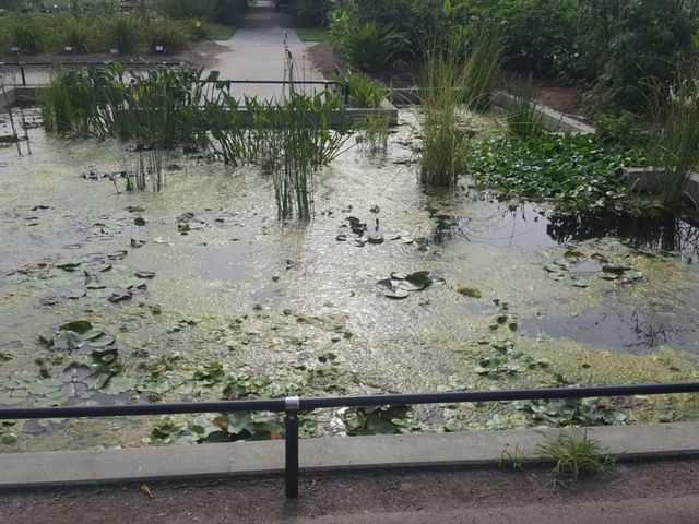 [🇯🇵京都] 緑に包まれる癒しの時間―京都府立植物園で感じる自然の息吹