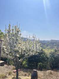 대마도 한국전망대(Kankoku Lookout) 리뷰