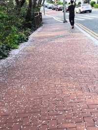 韓國 釜山 海雲台 迎月路賞櫻