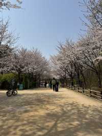 Cherry blossom in Seoul
