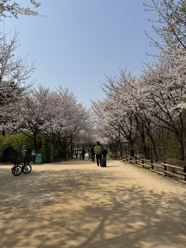 Cherry blossom in Seoul