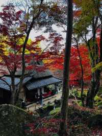 【滋賀県】近江八幡で紅葉がオススメな場所
