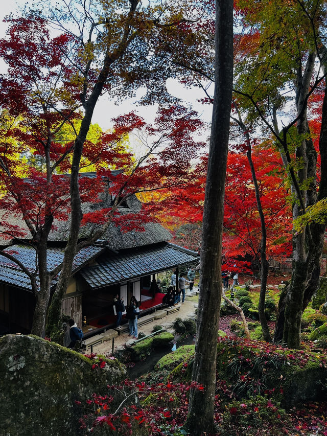 【滋賀県】近江八幡で紅葉がオススメな場所