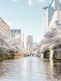 【天王洲】満開の桜！目黒川クルーズ🌸