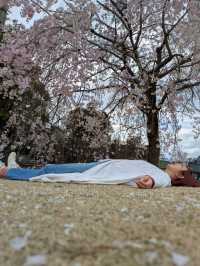 春のごほうび。桜に包まれる甲府城跡でのひととき