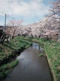 mountaim fuji with cherry blossom season 