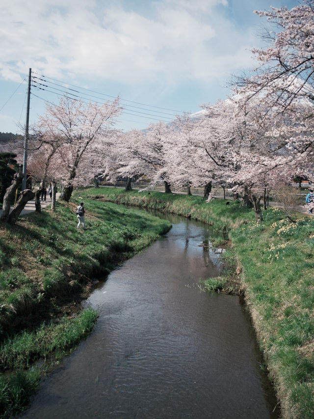 mountaim fuji with cherry blossom season 