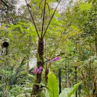 Forest Brews at Kopi Hutan