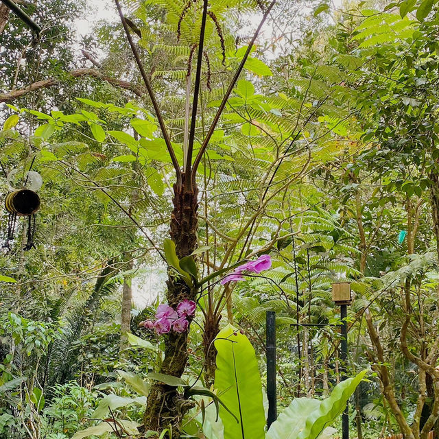 Forest Brews at Kopi Hutan