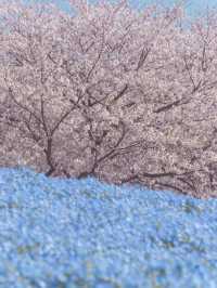 The Flowers from Himmel’s Hometown Can Be Found Near Mt. Fuji Too