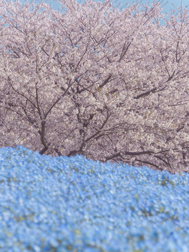 The Flowers from Himmel’s Hometown Can Be Found Near Mt. Fuji Too