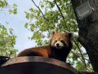 上海野生動物園優質動物園之選👍👍