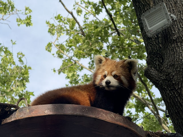 上海野生動物園優質動物園之選👍👍