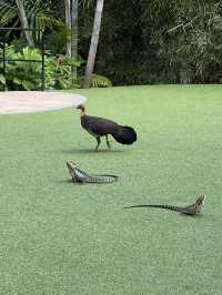 Mount Coottha Botanic garden 