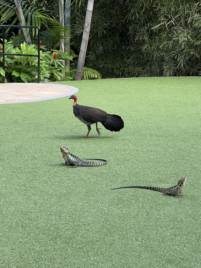Mount Coottha Botanic garden 