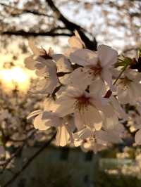 Spring Bliss at Sanukikunisannomiya Tawa Shrine