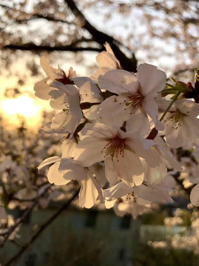 Spring Bliss at Sanukikunisannomiya Tawa Shrine