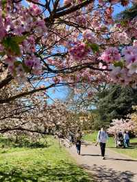 Royal Botanical Gardens, Kew,