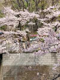 🌸 Tokyo's Quiet Cherry Blossom Spot Perfect for a Peaceful Walk 🌸