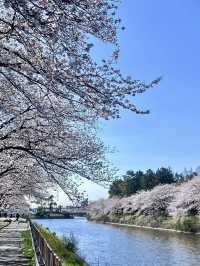 荒子川公園-綿延不斷的櫻花樹，形成了一條壯觀的櫻花道