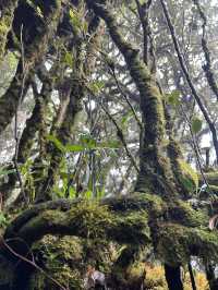 Mossy Forest , Cameron Highland มาเลเซีย