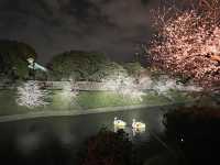千鳥淵夜櫻美景