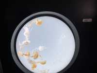 空飛ぶアシカ！？サンシャイン水族館@池袋🦭