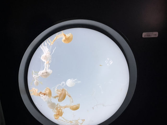 空飛ぶアシカ！？サンシャイン水族館@池袋🦭