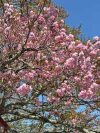 Fuji’s Floral Majesty: The Timeless Beauty of Cherry Blossoms