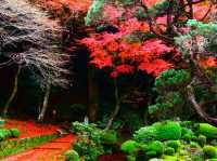 樹齢400年を超える大楓の紅葉
