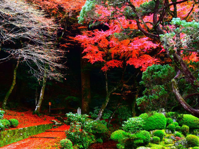 樹齢400年を超える大楓の紅葉