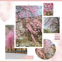 A Late Bloom Drive Through Byeonggok Village's Weeping Cherry Blossom Road