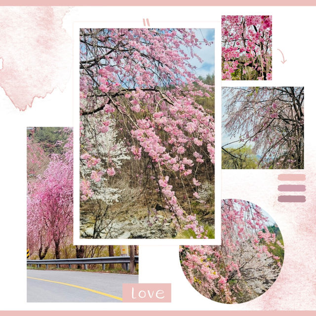 A Late Bloom Drive Through Byeonggok Village's Weeping Cherry Blossom Road