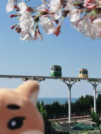 釜山賞櫻之旅