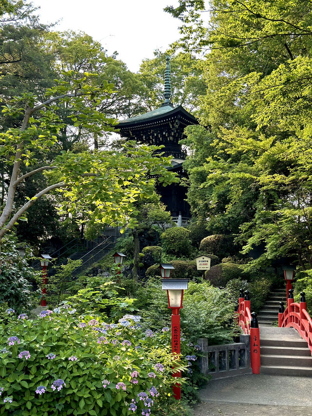 【埼玉×熊谷】境内にある平和の塔と紫陽花