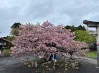 Gentle Spring, Northern Light: Cherry Blossom in Hokkaido