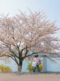 Springtime in Nanjing: A Local’s Recommended Citywalk Route 🌸🚶‍♀️
