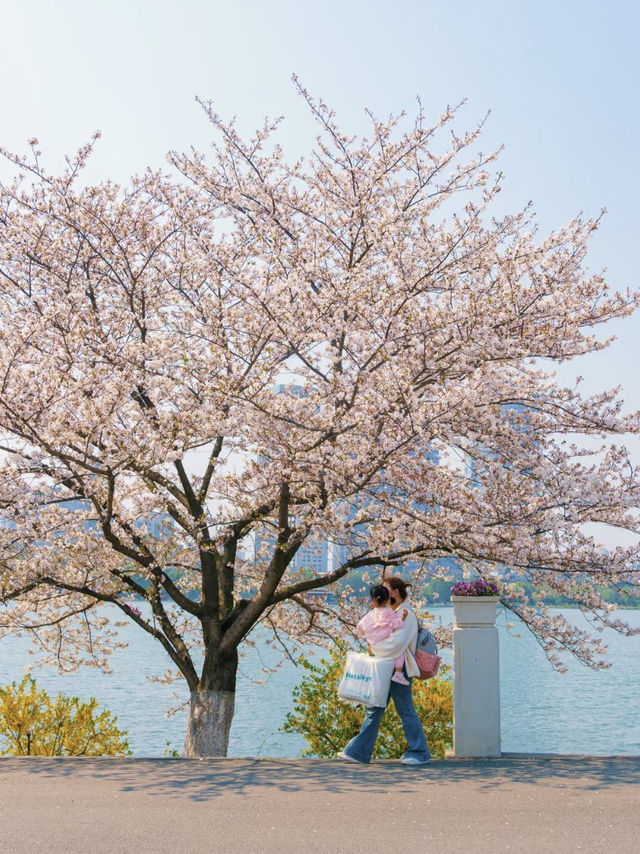 Springtime in Nanjing: A Local’s Recommended Citywalk Route 🌸🚶‍♀️