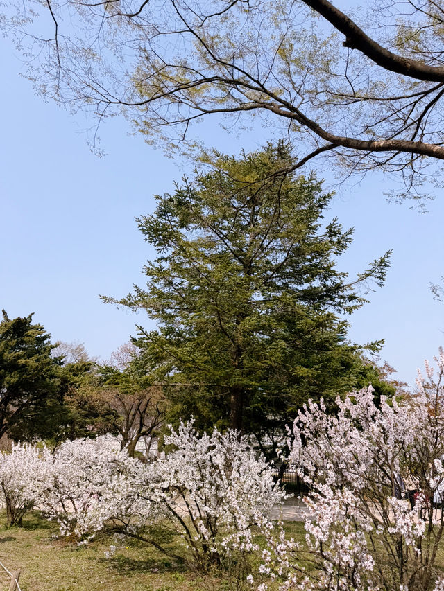 봄 꽃놀이를 원하신다면 이곳으로 떠나보세요 😆😆